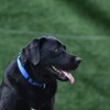 Strong Nylon Not Escapable Martingale Dog Collar for Medium Boy