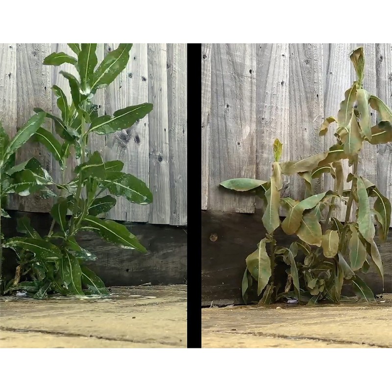 Concentrated Surfactant for Herbicides Non-Ionic 16oz, Increase Product Coverage, Increase