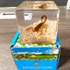 Real Insect in Resin Specimen,Scorpions specimens,Interesting Desert Scorpions Micro-Landscape,Insect Taxidermy
