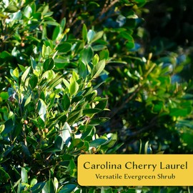 12 Carolina Cherry Laurel in 2.5” Nursery Cubes (Prunus caroliniana) | Evergreen Screening Shrub or Small Tree for Hedges, Borders & Wildlife | Ready-to-Plant Live Starter Plants