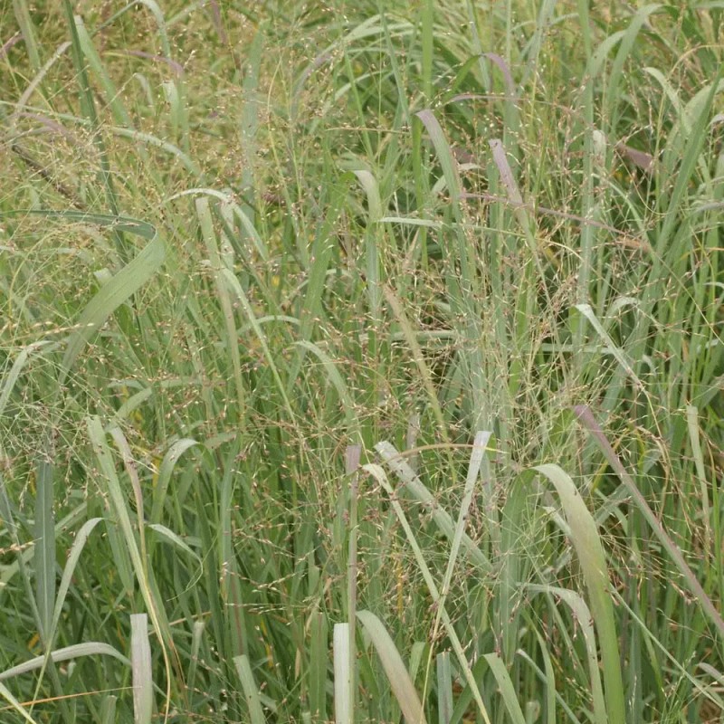 The Gardening World 1000 Switchgrass Switch Grass Seeds ‘Cave In