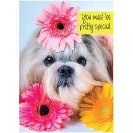 Glory To Dog You Must Be Pretty Special I Wouldn't Give a Shih-Tzu Dog Birthday Card with Greeting Card Mailing Envelope