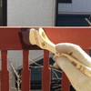 Handy Crown Prospec