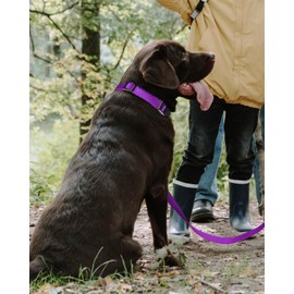 TagME Reflective Nylon Dog Collars, Adjustable Classic Dog Collar with Quick Release Buckle for Large Dogs, Purple, 1.0" Width