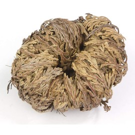Incense Garden Rose of Jericho Flower The Resurrection Plant (1 Rose)