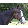 KL SELECT Black Oak Spruce Bridle Pony Size