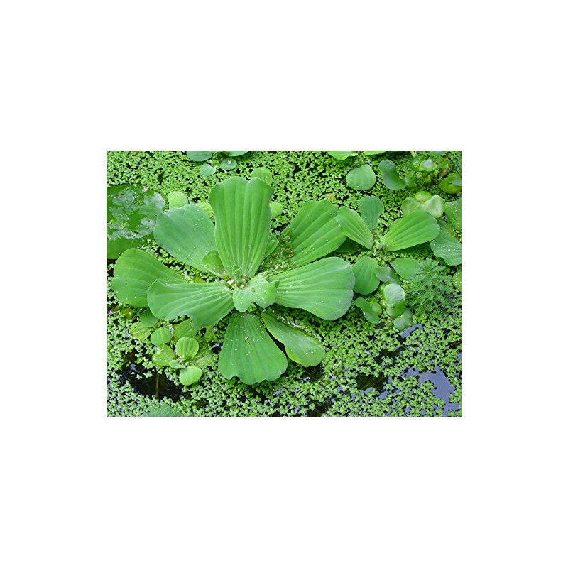 100 Live Duckweed Plants (LEMNA Minor)