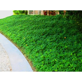 Ornamental Peanut Grass - 20 Live Fully Rooted Plants - Arachis Glabrata