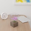 Hespama 6 Packs Plastic Square Flower Vases, Clear Acrylic Flower