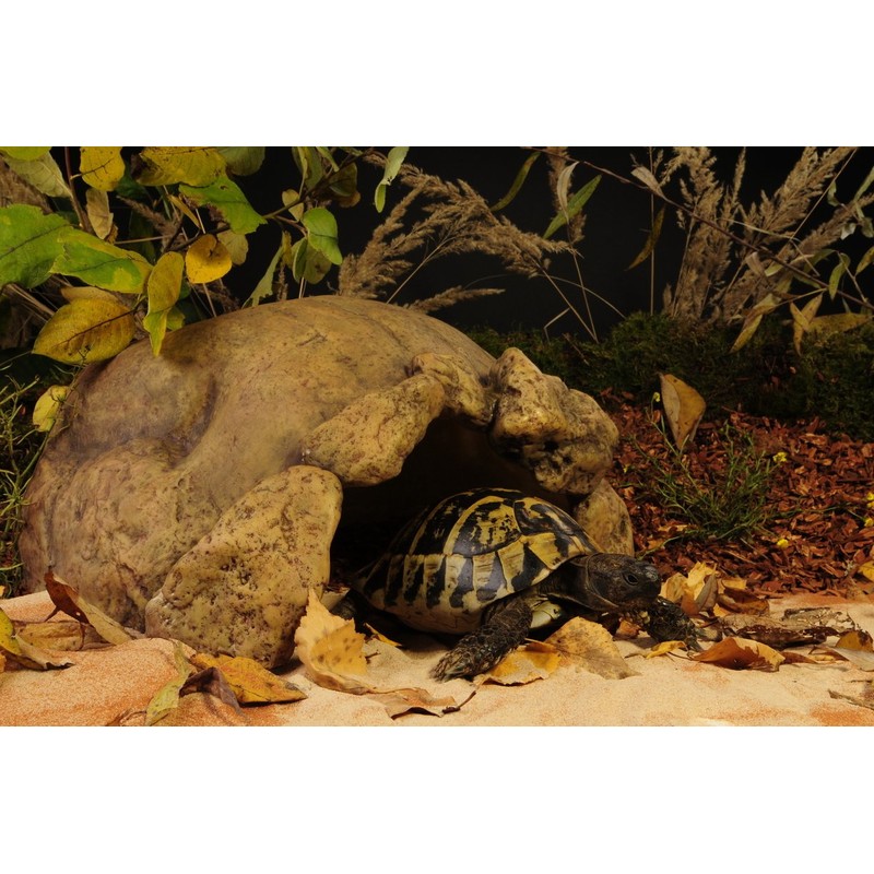 Exo Terra Cave Tortoises