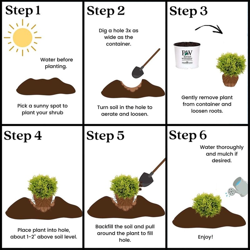 2 Gallon Proven Winners Anna's Magic Ball Arborvitae Shrub