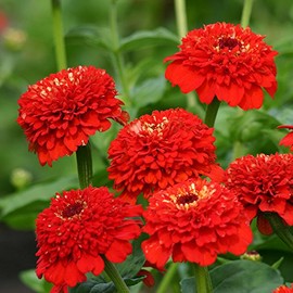 Park Seed Zinnia Flower Plant Seeds, Easy to Grow, Perfect for Spring Garden, Zinderella Red, Pack of 25