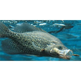 Crappie Fish Eating Photo License Plate