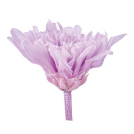Daichi Farm DO004790-451 Preserved Flowers, Koten Chrysanthemum, Sweet Lilac, Approx. Flower Diameter 1.8 - 2.6 inches (4.5 - 6.5 cm), Pack of 6