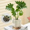 Pack of 2 Monstera Trellis, Plant Support Monstera, Trellis Monstera,