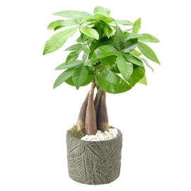 Arcadia Garden Products LV50 Money Tree, Live Indoor Plant in Tropico Leaf Ceramic Planter for Home, Work, or Gift, Green