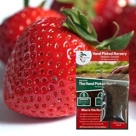Seascape Everbearing Strawberry Plants Plus Free Plant Boost! 25 Live Bare Root Seascape Strawberry Plants - Hardy, Non GMO from Hand Picked Nursery