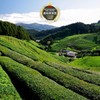 Deep Steamed Tea 800 (3.5 oz (100 g) Tea Gatten