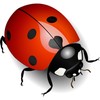 CafePress Shiny Ladybug Sticker Square Bumper Sticker Car Decal