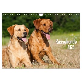 Rassehunde (Wandkalender 2026 DIN A4 quer), CALVENDO Monatskalender