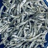 Economical Boiled Canibinago (Medium Streak: Approx. 1.6 - 2.0 inches