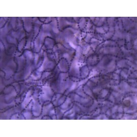 EISCO Nostoc Cross Section - FS & FG Stain - Prepared Microscope Slide - 75 x 25mm - Biology & Microscopy