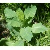 50pcs Wild Lettuce Seeds (Lactuca virosa) Heirloom - Non GMO