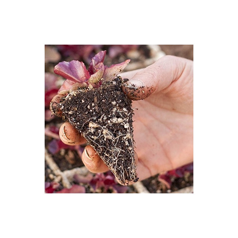 RSI Hydroponic Seed Trays 128 Plugs, 2 Pack
