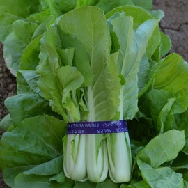 Cabbage Seeds - Pak Choi - QD- 2 Express - Hybrid - 1 Oz ~10000 Seeds - Non-GMO, F1 Hybrid - Asian Garden Vegetable
