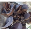 From cultivation to harvesting, pesticide-free pure domestically produced wood ear