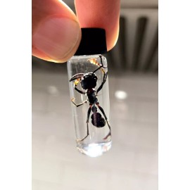 REAL DEAL Bullet Ant!            ( Paraponera Clavata)   WET SPECIMEN