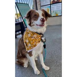 Lionet Paws Flower Dog Bandana,Fabric Yellow Dogs Kerchief for Small Medium Large Dogs,Dog Cotton Triangle Bibs Scarf for Girl Boy