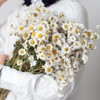 Dried Daisy Flowers Bouquet, 250+ Dry White Flowers, Artificial Sunflowers,