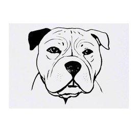Azeeda 'Amerikanische Bulldogge' Temporäres Tattoo - Hautfreundlicher & Ungiftiger Abziehbild · Wasserfest (TO00076885)