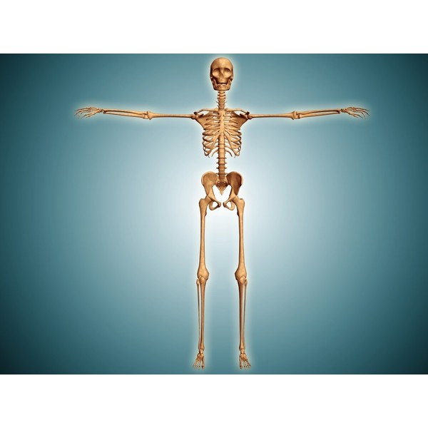 Posterazzi Front view of human skeletal system Poster Print, (16