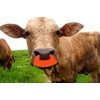 TIHOOD 10PCS Calf Weaner Cattle Cow Weaning Tool Farm Livestock