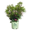 American Beauties Native Plants - Kalmia lat. 'Pink Charm' (Mountain