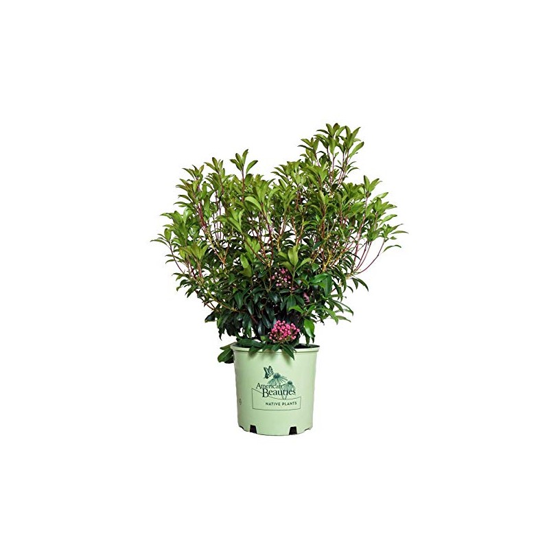 American Beauties Native Plants - Kalmia lat. 'Pink Charm' (Mountain