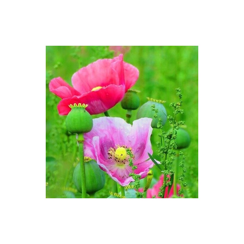 20,000+ Beautiful Organic Mixed Solids P somniferum Poppy Seeds for