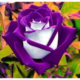 Toadstool Seeds 10 White Purple Rose Seeds Flower Bush Perennial Shrub Flowers Seed 264 US SELLE