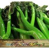 Big Pack - (1,500) Chinese Broccoli, Kailan GAI LAN Seeds