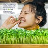 Self Watering Microgreens Growing Kit. Hands Down The Easiest Way