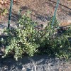 For Root Stock T582D (4) Sour Jujube Thin Cutting Rootstock