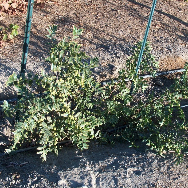 For Root Stock T582D (4) Sour Jujube Thin Cutting Rootstock