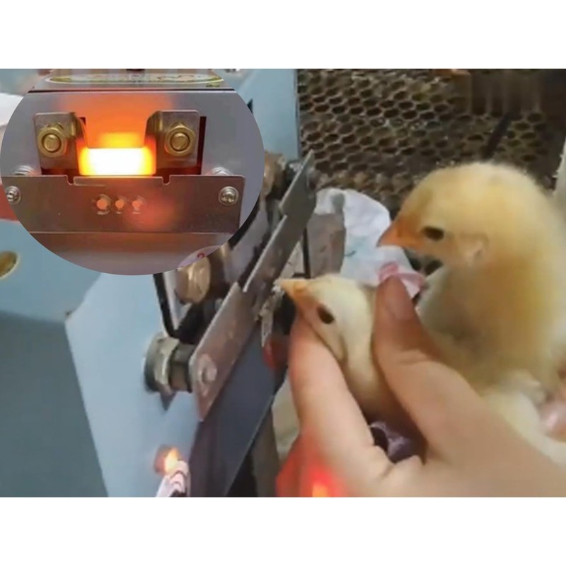 Electric Debeaking Machine, 110V Automatic Debeaker for Chicken, Chick Chicken