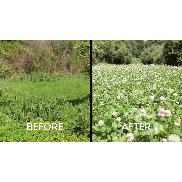Whitetail Institute Slay Selective Broad-Leaf Weed Control Herbicide Specifically Developed for Deer Food Plots, 1 Pint (4 acres)