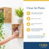 Costa Farms Live Indoor Plant Bundle in Plastic Pots, Easy