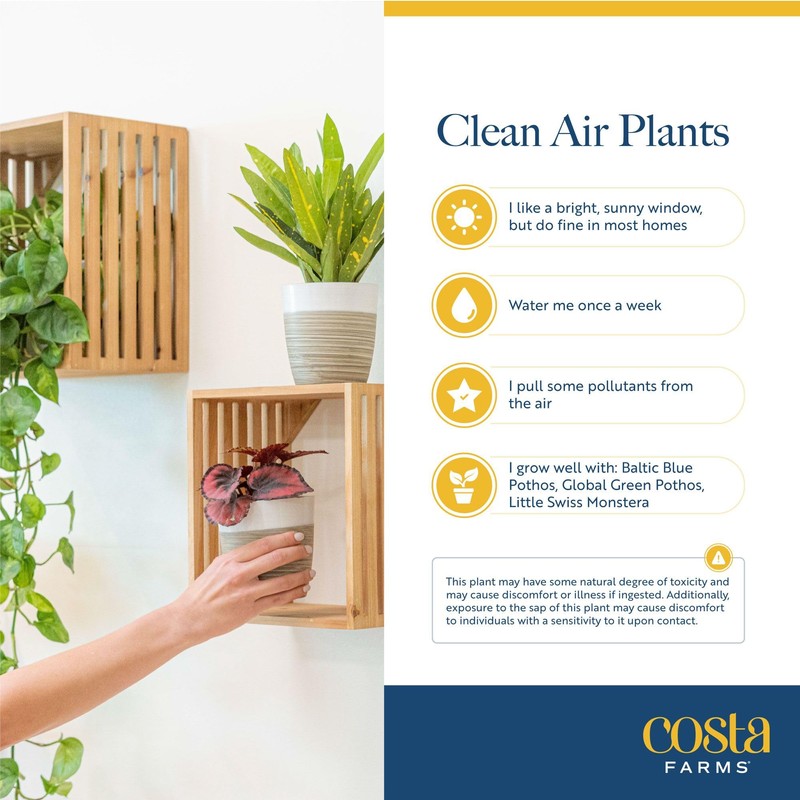 Costa Farms Live Indoor Plant Bundle in Plastic Pots, Easy