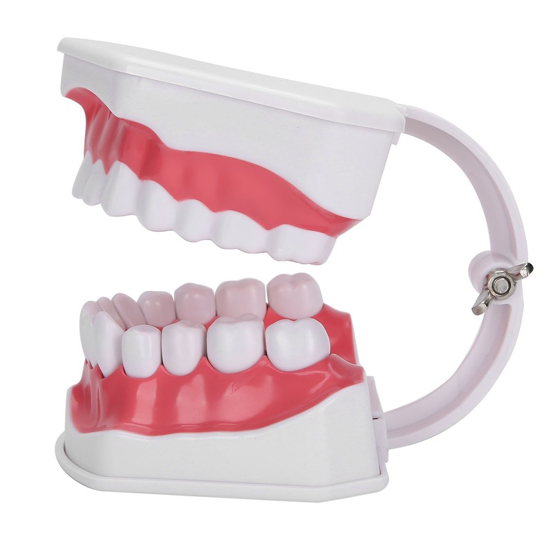 Dental Teaching Teeth Model 2X Magnifying Teeth Model Dentist Teaching