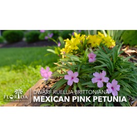 Katie's Dwarf Mexican Petunia Pink | 10 Live Plants | Ruellia brittoniana | Compact Flowering Perennial | Low Growing Pollinator Favorite for Walkways Borders Containers Landscaping